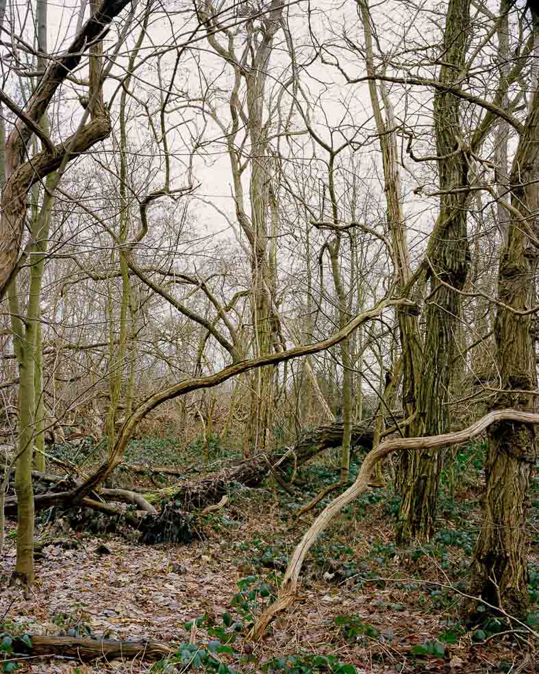 Herbst, Wäldchen mit viel Totholz auf einer Halde